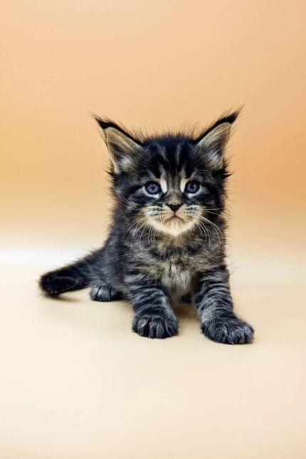Shain | Maine Coon Kitten