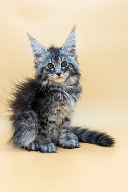 Shansy | Maine Coon Kitten