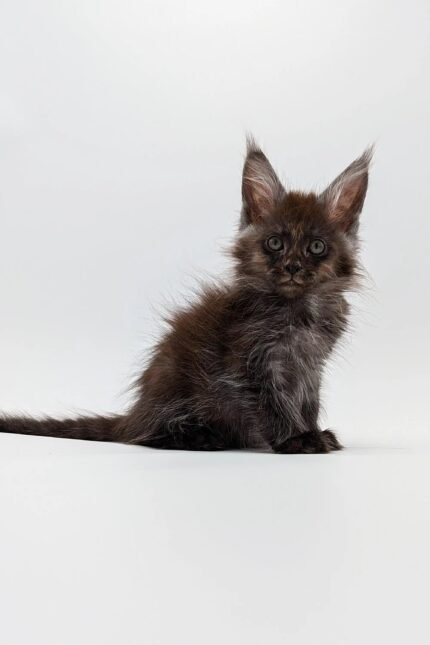 Sharidan | Maine Coon Kitten