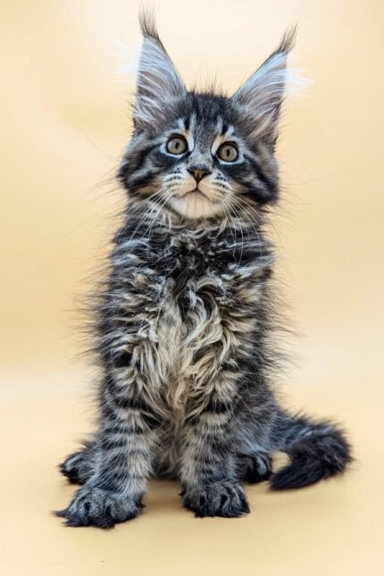 Sharm | Maine Coon Kitten