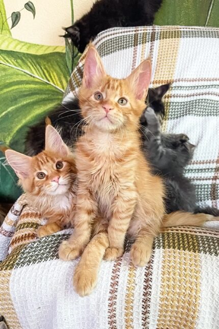 Sima | Maine Coon Kitten