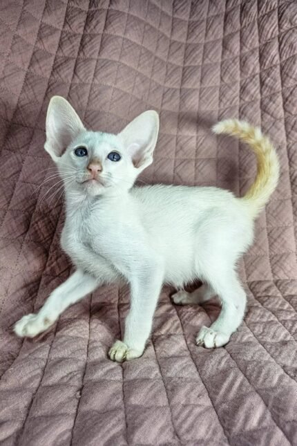 Simba | Oriental Shorthair Kitten