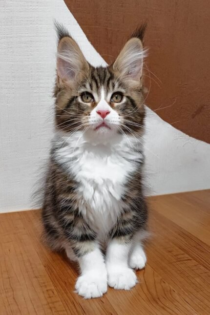Saymon | Maine Coon Kitten