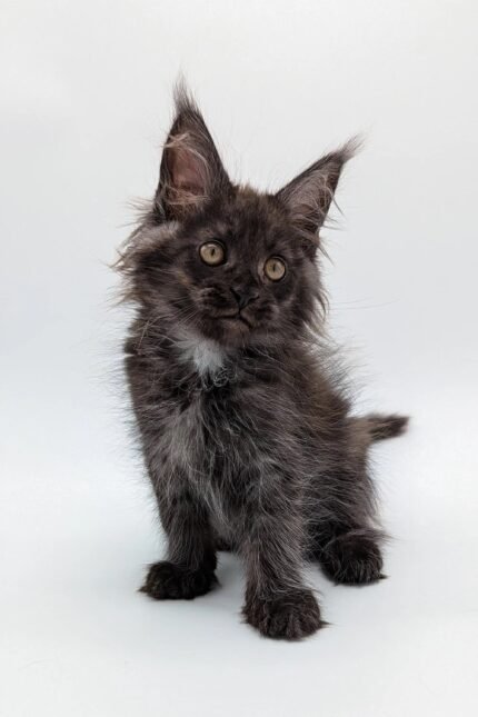 Simon | Maine Coon Kitten