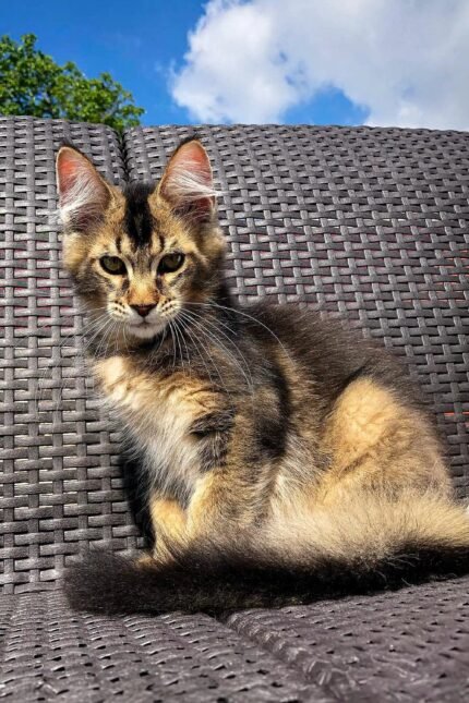Sky | Golden Maine Coon Kitten