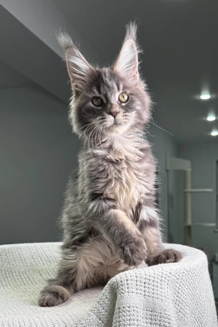 Sorceress | Maine Coon Kitten