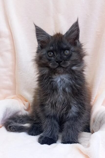 Stanislava | Maine Coon Kitten
