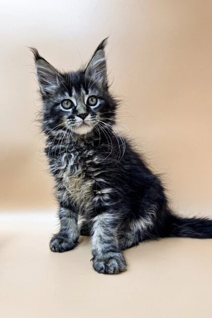 Stasya | Maine Coon Kitten