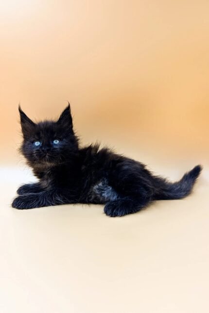 Stella | Maine Coon Kitten