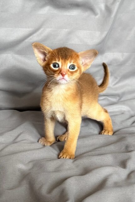 Sterling | Abyssinian Kitten