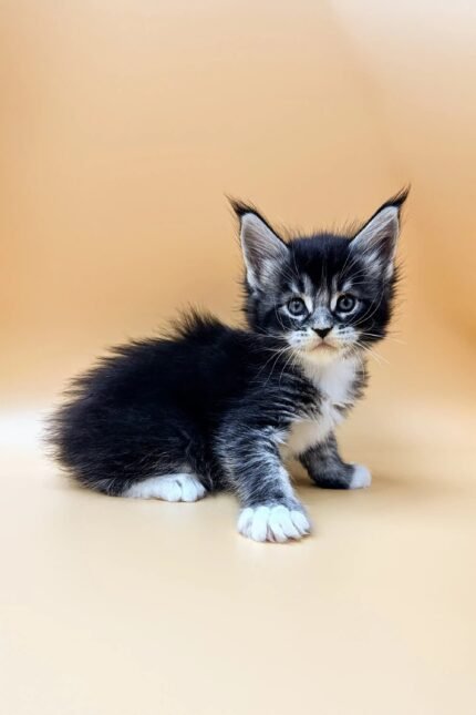 Stiv | Maine Coon Kitten