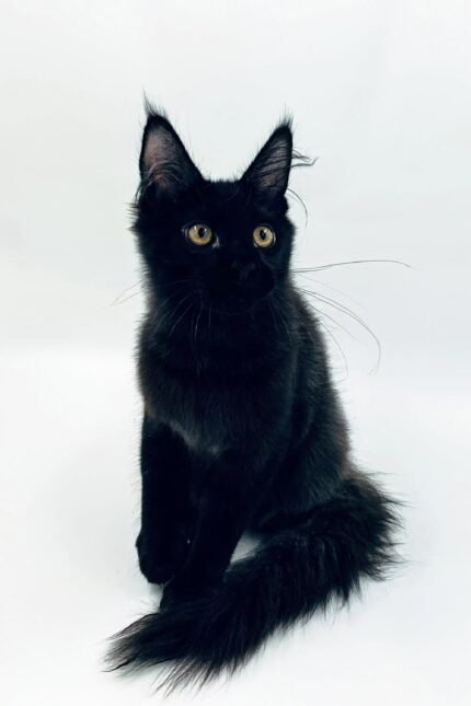 Sultan | Maine Coon Kitten