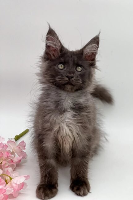 Sultana | Maine Coon Kitten