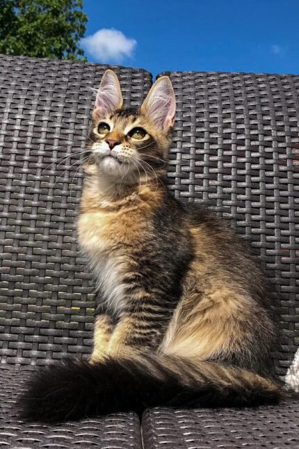 Sunshine | Maine Coon Kitten