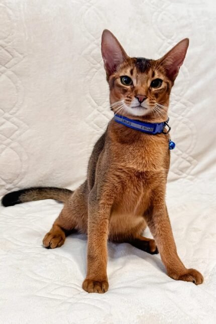 Syltan | Abyssinian Kitten
