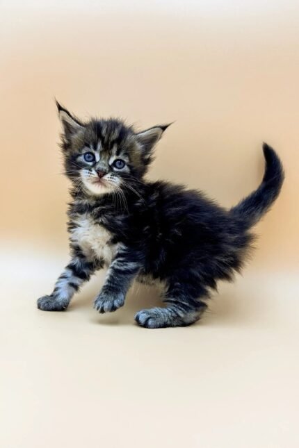Taira | Maine Coon Kitten