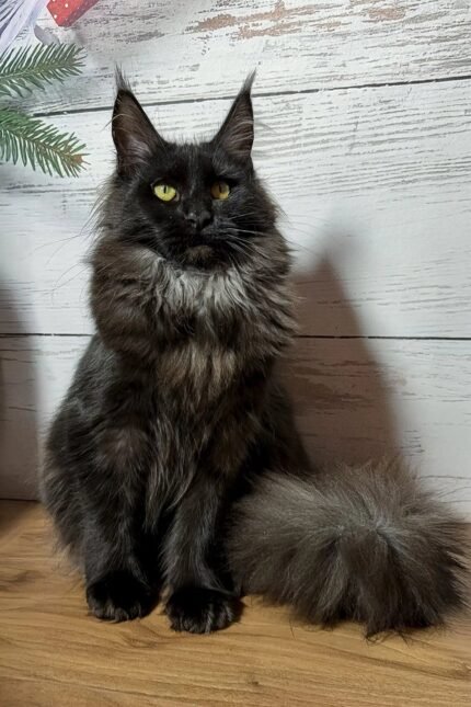 Tamara | Maine Coon Kitten