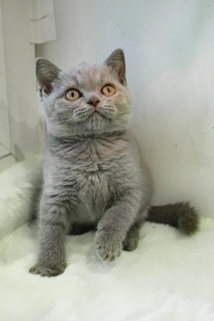 Taras | British Shorthair Kitten