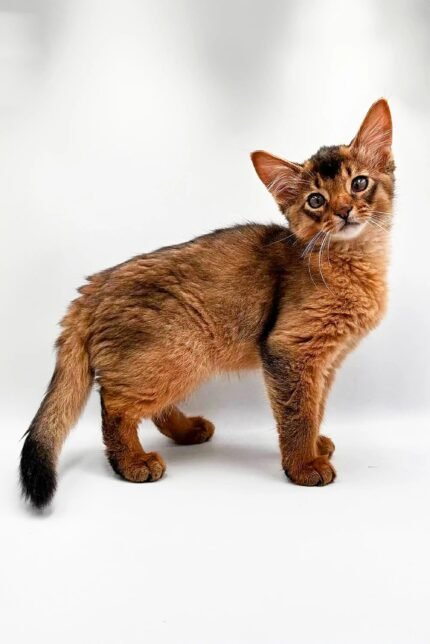 Tarzan | Somali Kitten