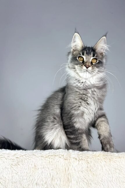 Tattoo | Maine Coon Kitten