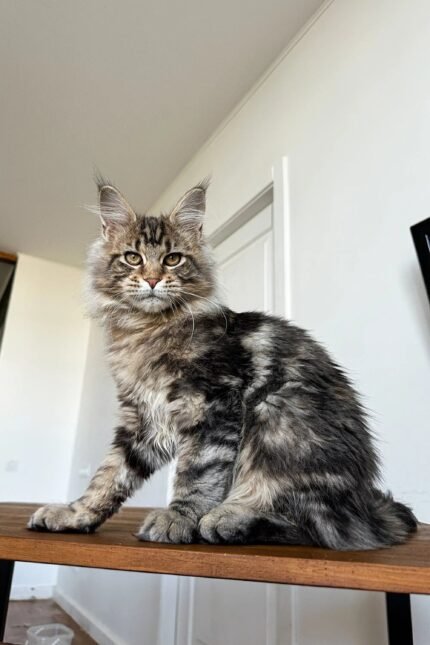 Teddy | Maine Coon Kitten