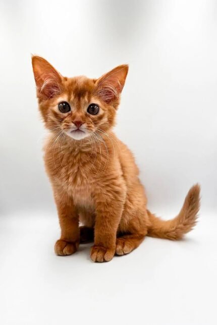 Terra | Somali Kitten