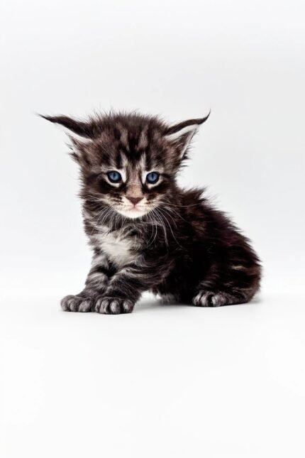 Texas | Polydactyl Maine Coon Kitten