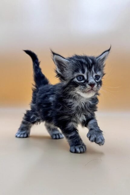 Texon | Polydactyl Maine Coon Kitten