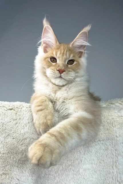 Theo | Maine Coon Kitten