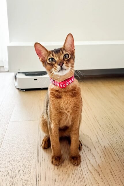 Thomas | Abyssinian Kitten