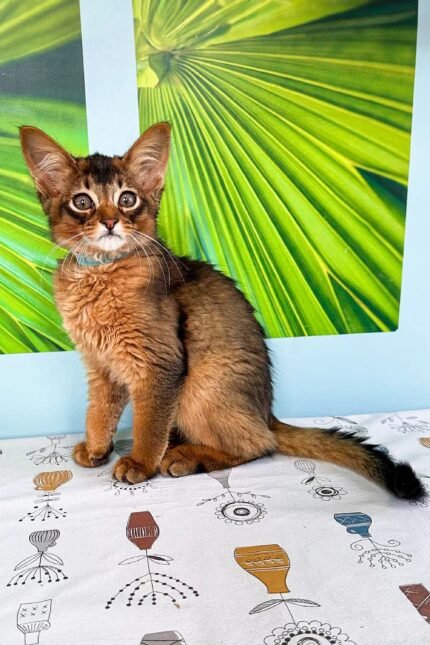 Thomas | Somali Kitten