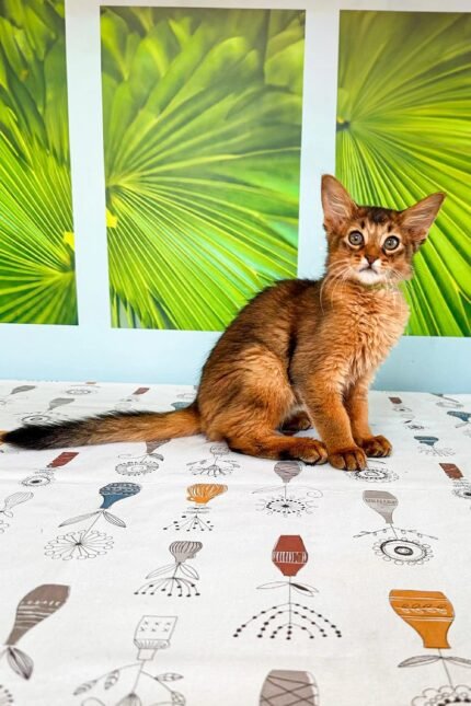 Tim | Somali Kitten