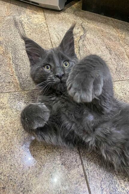 Tom | Maine Coon Kitten