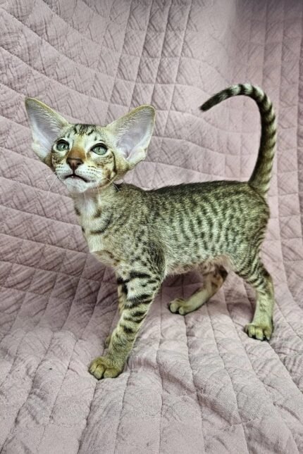 Torry | Oriental Shorthair Kitten