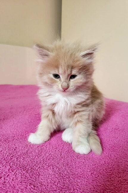 Tuberosa Oraland | Siberian Kitten