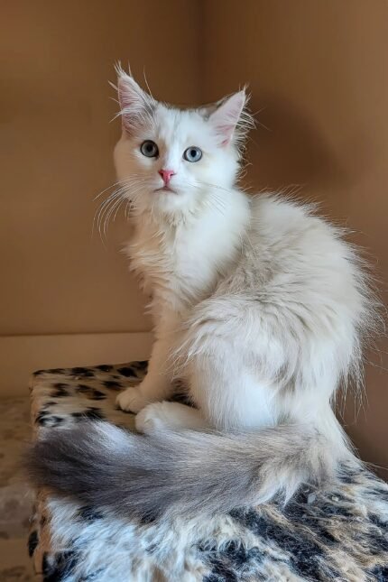 Ularia Oraland | Siberian Kitten