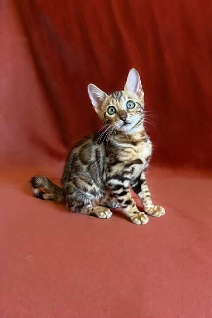 Ulrik | Bengal Kitten