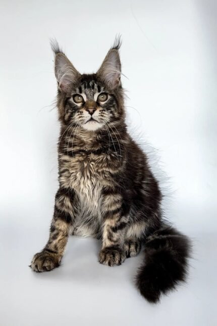 Ummy | Maine Coon Kitten