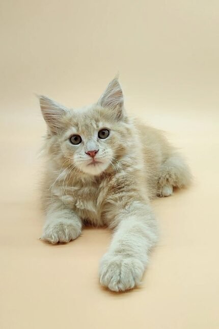 Una | Maine Coon Kitten