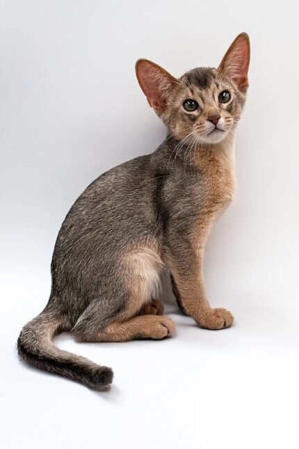 Urban | Abyssinian Kitten