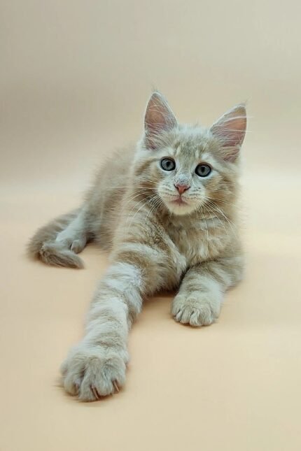 Urman | Maine Coon Kitten