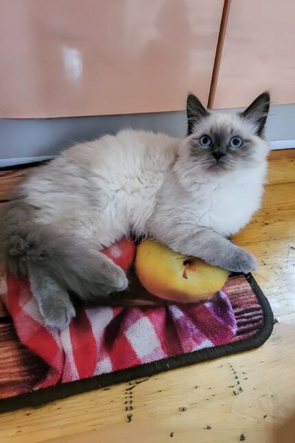 Urmass Oraland | Siberian Kitten