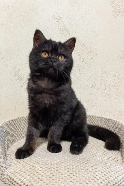Ursula | Scottish Straight Kitten