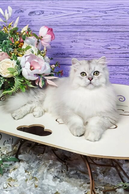 Usik | Scottish Straight Kitten