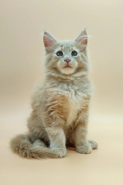 Ustin | Maine Coon Kitten