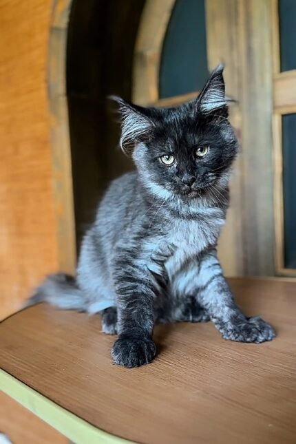 Ustina | Maine Coon Kitten