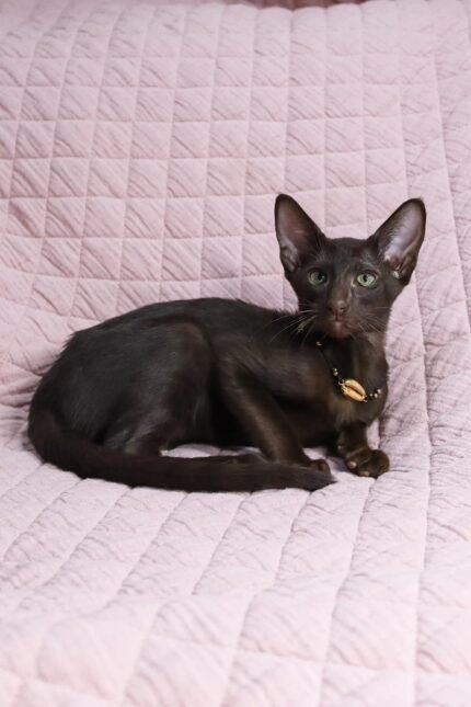 Uzvar | Oriental Shorthair Kitten