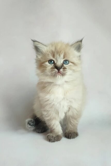 Vanessa | Siberian Kitten