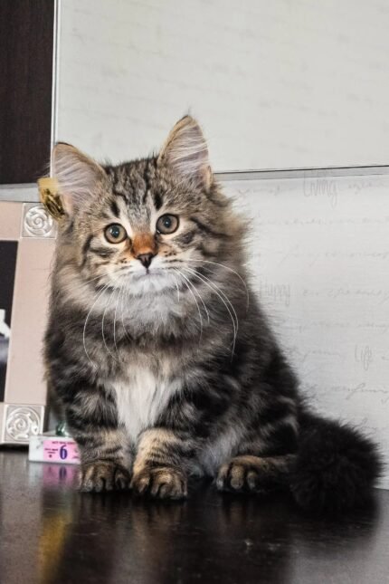 Varyag | Siberian Kitten