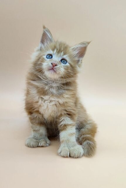 Velvet | Polydactyl Maine Coon